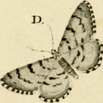 An illustration from (Band 1), 1786, leaf 75