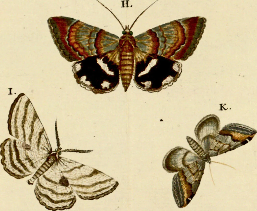 An illustration from (Band 1), 1786, leaf 76