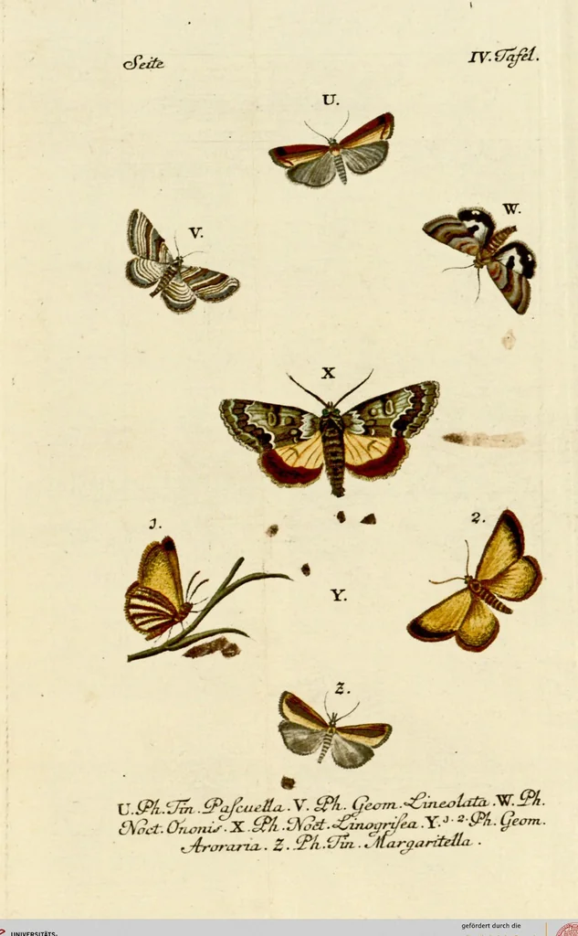 An illustration from (Band 1), 1786, leaf 78