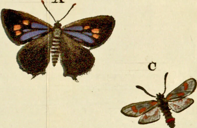 An illustration from (Band 2), 1790, leaf 148