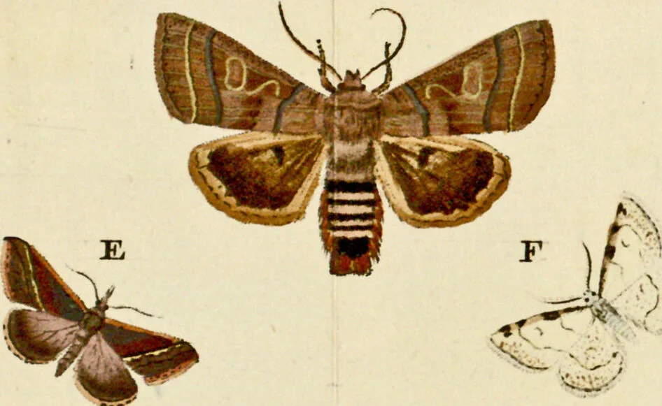 An illustration from (Band 2), 1790, leaf 148