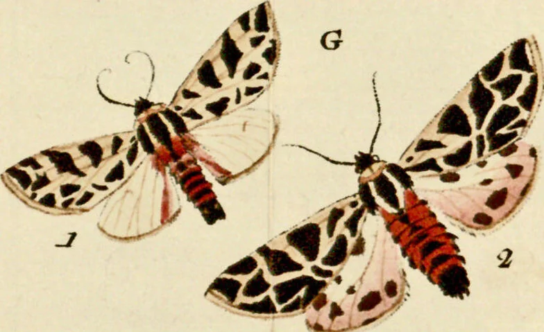An illustration from (Band 2), 1790, leaf 148