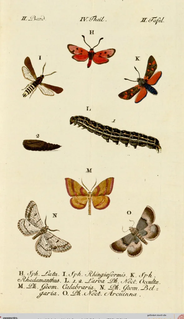 An illustration from (Band 2), 1790, leaf 149