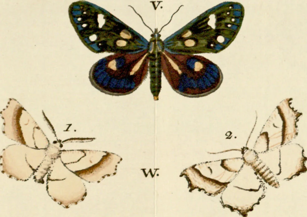 An illustration from (Band 2), 1790, leaf 151