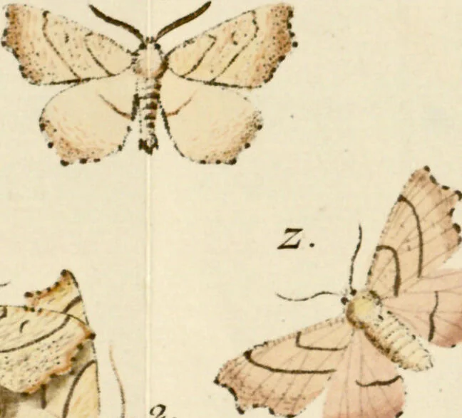 An illustration from (Band 2), 1790, leaf 151