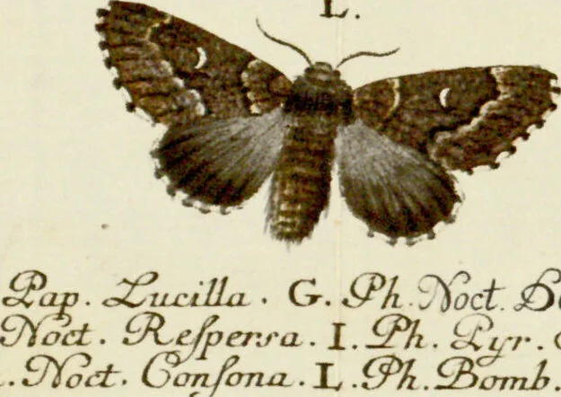 An illustration from (Band 2), 1790, leaf 34