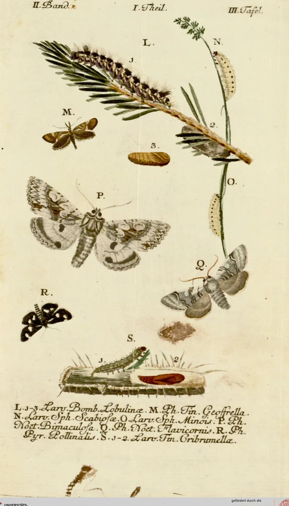 An illustration from (Band 2), 1790, leaf 35
