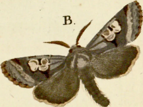 An illustration from (Band 2), 1790, leaf 61