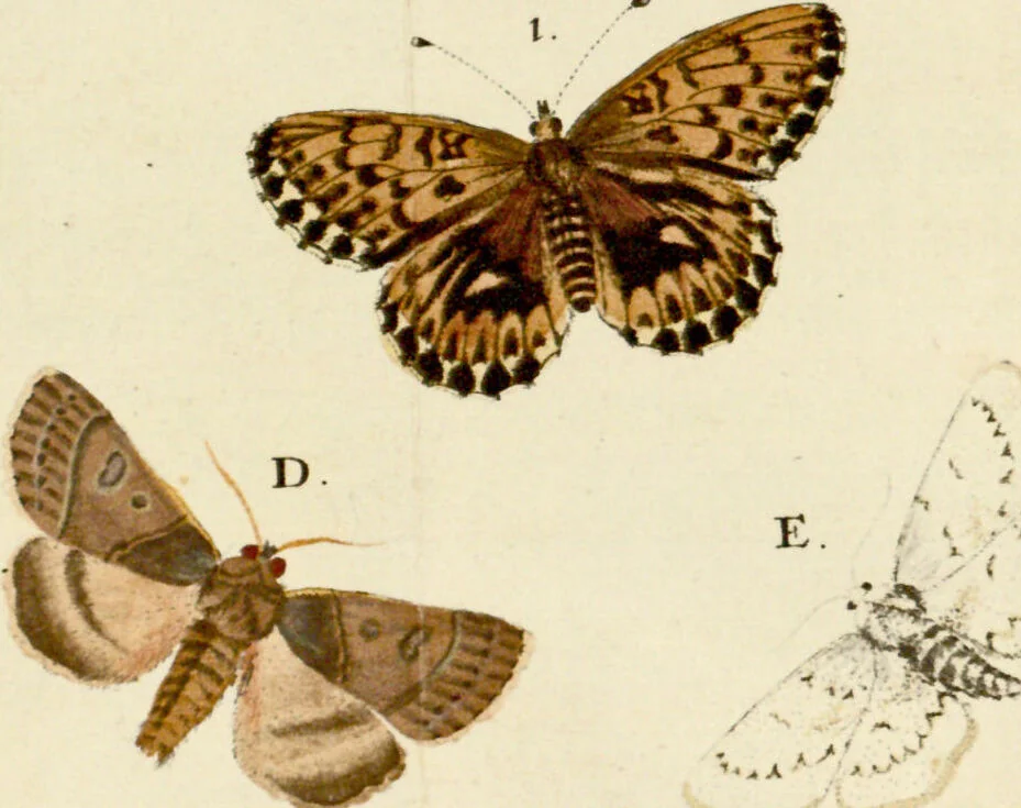 An illustration from (Band 2), 1790, leaf 61
