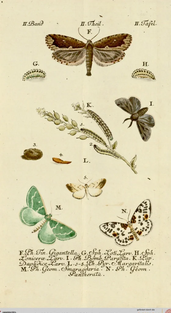 An illustration from (Band 2), 1790, leaf 62