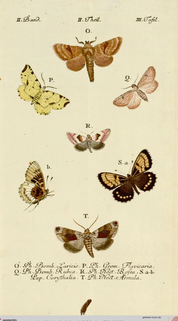An illustration from (Band 2), 1790, leaf 63