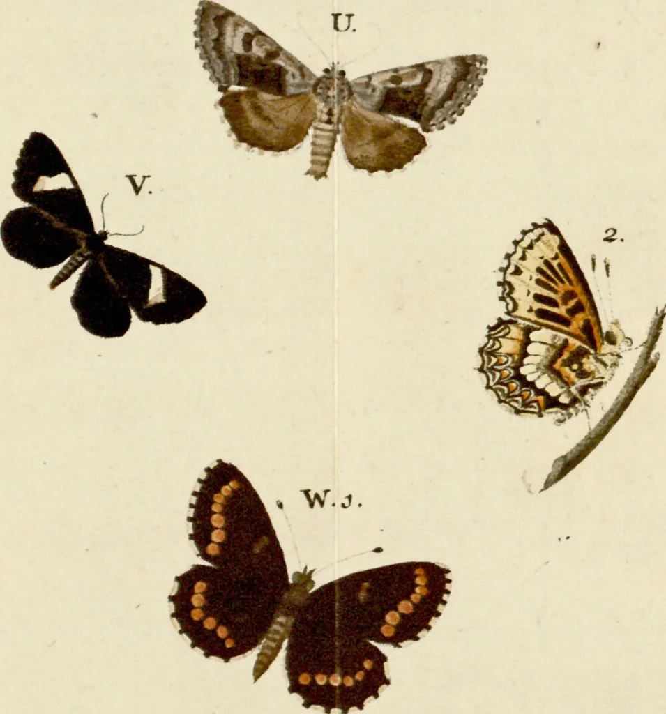 An illustration from (Band 2), 1790, leaf 64
