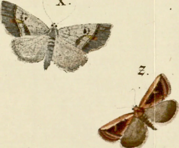 An illustration from (Band 2), 1790, leaf 64