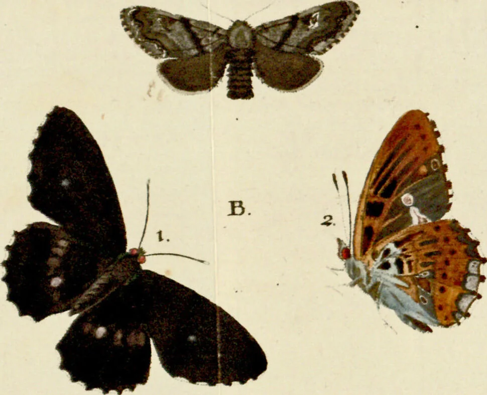 An illustration from (Band 2), 1790, leaf 89