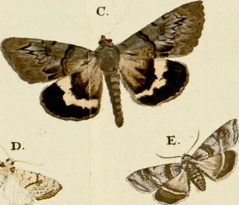An illustration from (Band 2), 1790, leaf 89