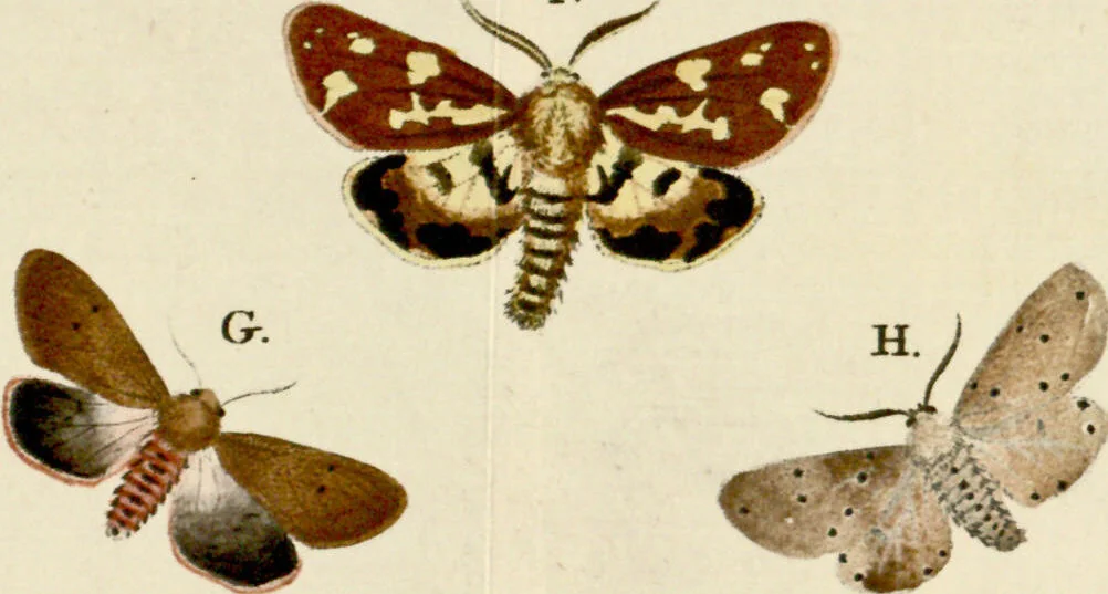 An illustration from (Band 2), 1790, leaf 90