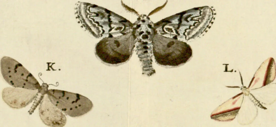 An illustration from (Band 2), 1790, leaf 90