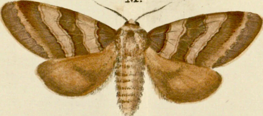 An illustration from (Band 2), 1790, leaf 90