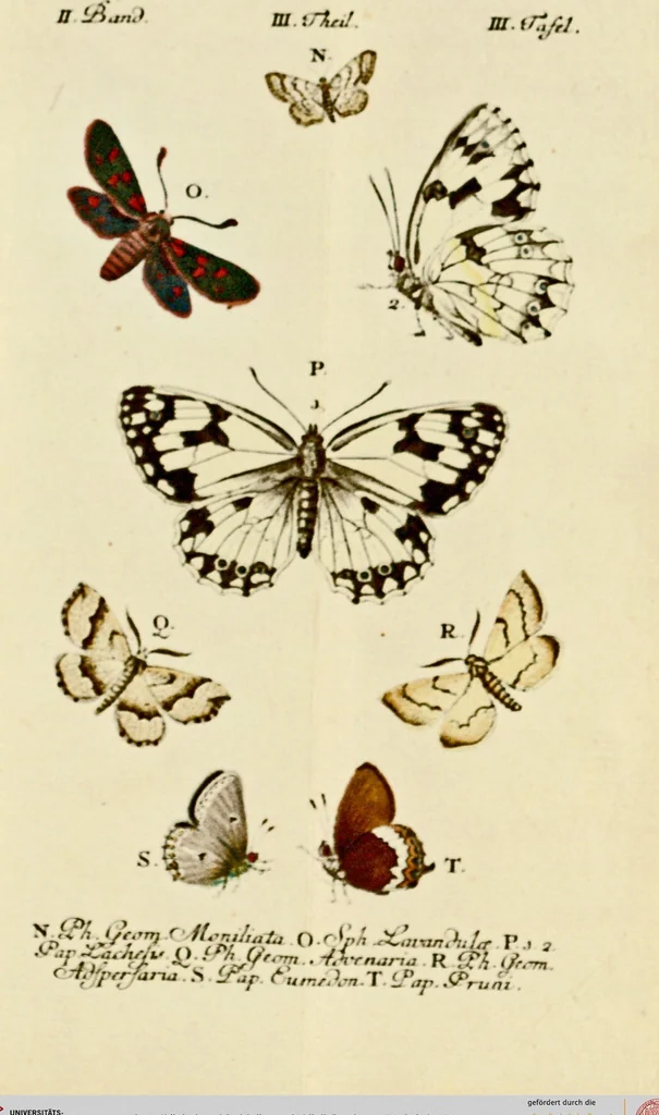 An illustration from (Band 2), 1790, leaf 91