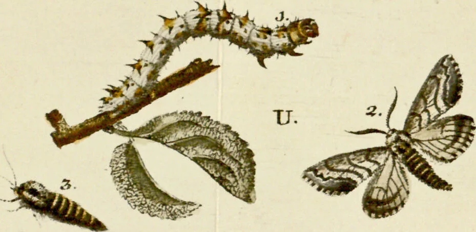 An illustration from (Band 2), 1790, leaf 92