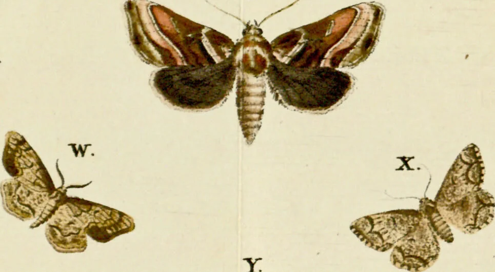 An illustration from (Band 2), 1790, leaf 92
