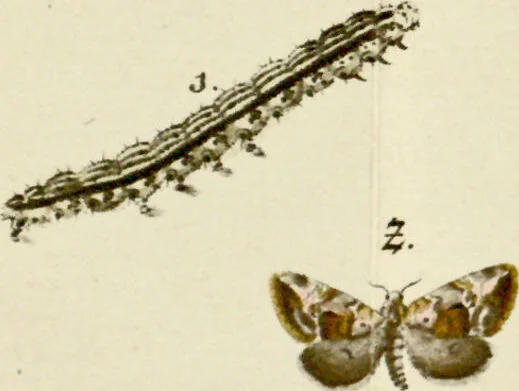 An illustration from (Band 2), 1790, leaf 92