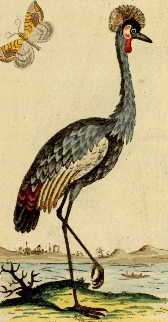 An illustration from Sammlung auserlesener Vögel und Schmetterlinge, 1793, leaf 100