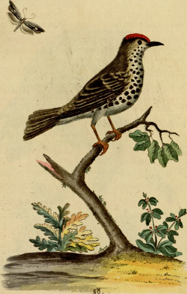 An illustration from Sammlung auserlesener Vögel und Schmetterlinge, 1793, leaf 101