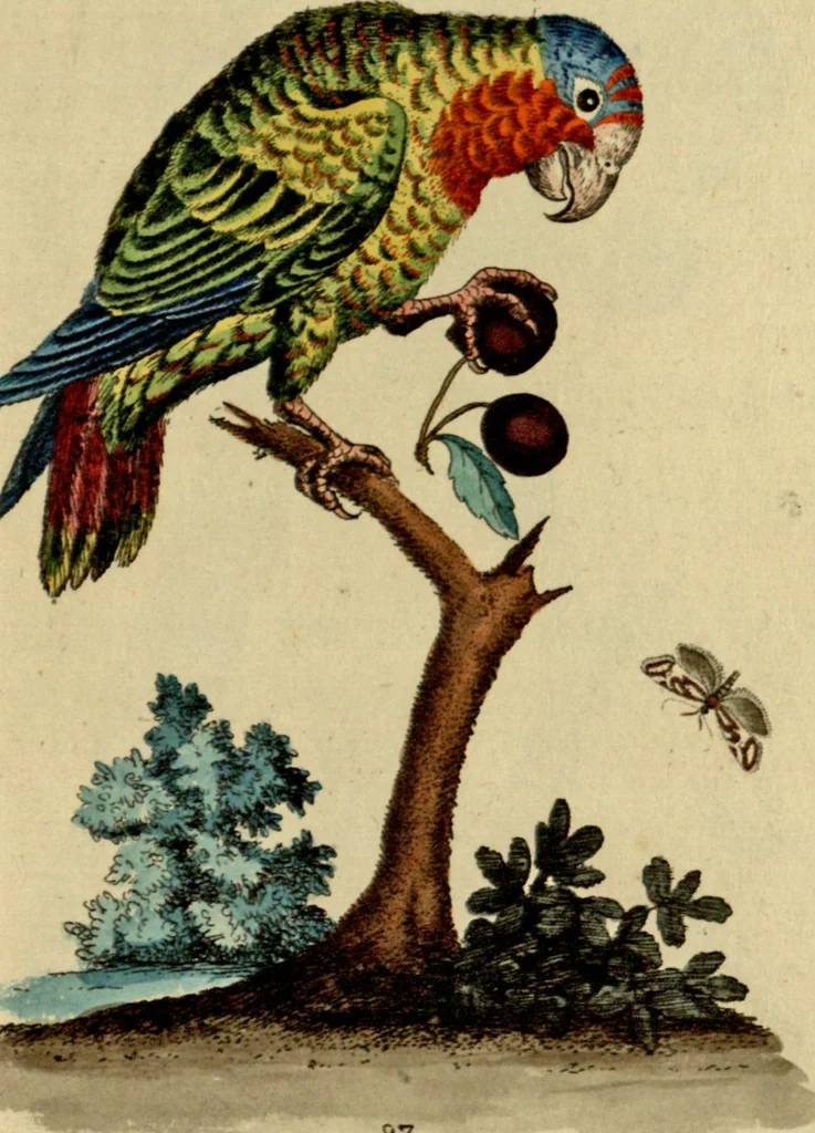 An illustration from Sammlung auserlesener Vögel und Schmetterlinge, 1793, leaf 102