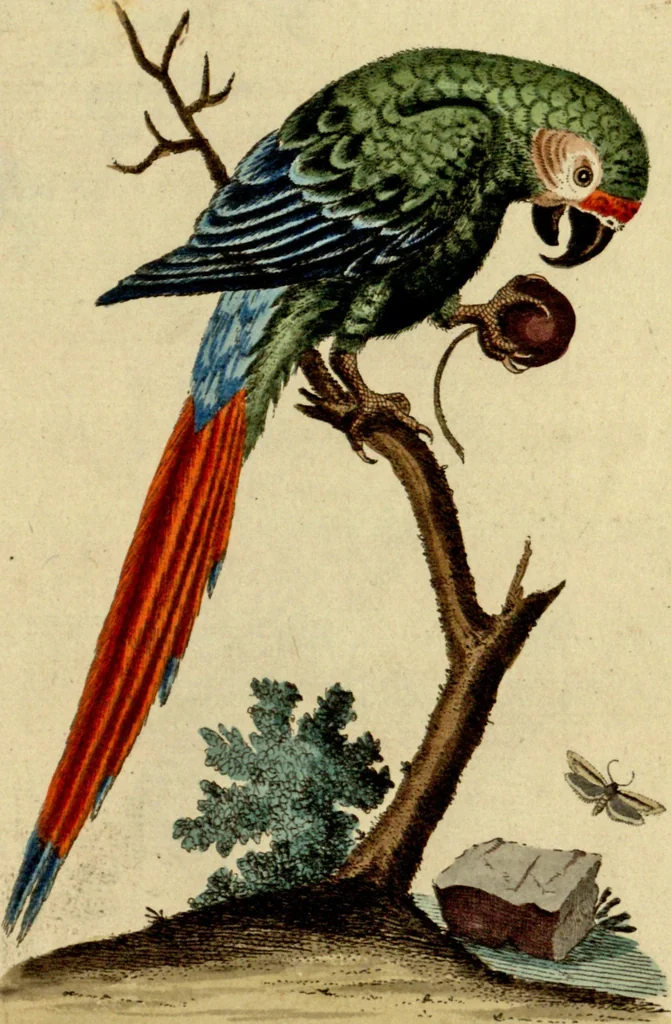 An illustration from Sammlung auserlesener Vögel und Schmetterlinge, 1793, leaf 103