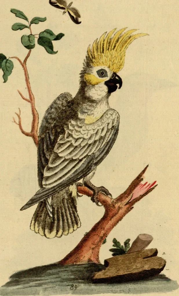 An illustration from Sammlung auserlesener Vögel und Schmetterlinge, 1793, leaf 104