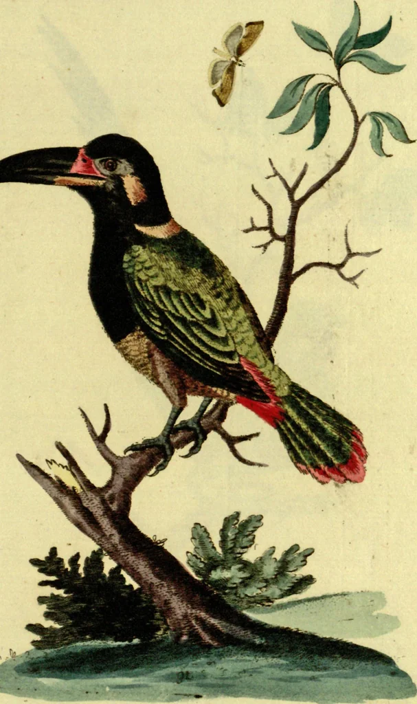 An illustration from Sammlung auserlesener Vögel und Schmetterlinge, 1793, leaf 106