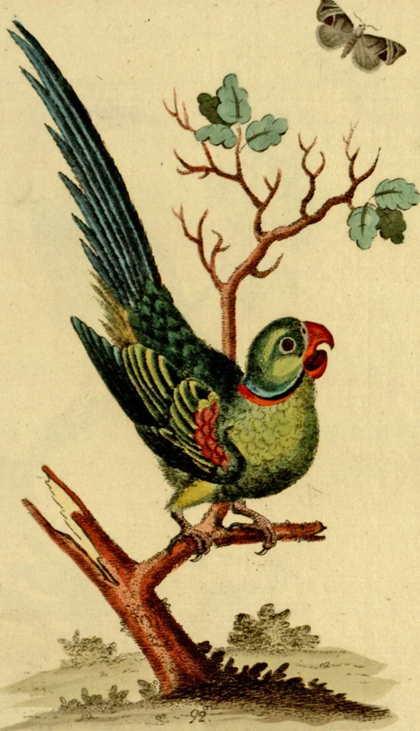 An illustration from Sammlung auserlesener Vögel und Schmetterlinge, 1793, leaf 107