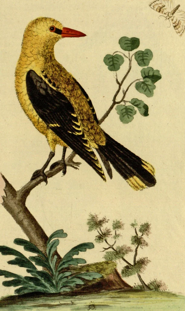 An illustration from Sammlung auserlesener Vögel und Schmetterlinge, 1793, leaf 108
