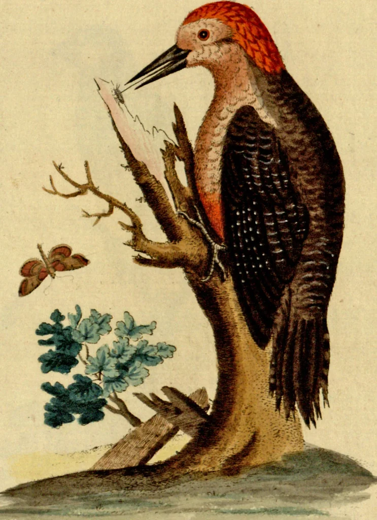 An illustration from Sammlung auserlesener Vögel und Schmetterlinge, 1793, leaf 109