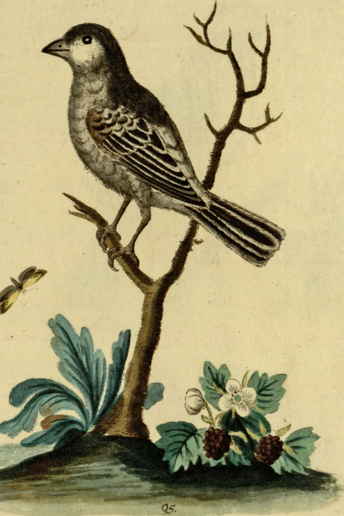 An illustration from Sammlung auserlesener Vögel und Schmetterlinge, 1793, leaf 110
