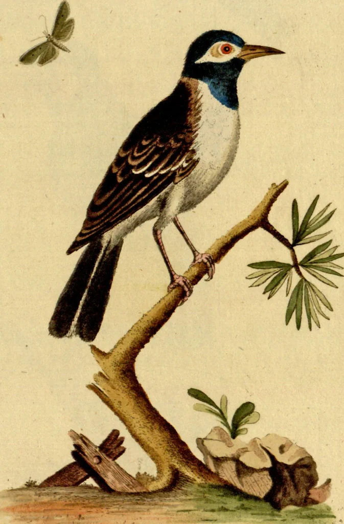 An illustration from Sammlung auserlesener Vögel und Schmetterlinge, 1793, leaf 111