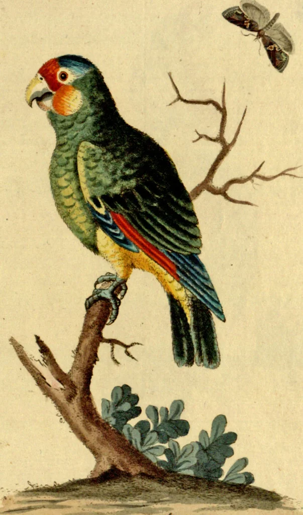 An illustration from Sammlung auserlesener Vögel und Schmetterlinge, 1793, leaf 112
