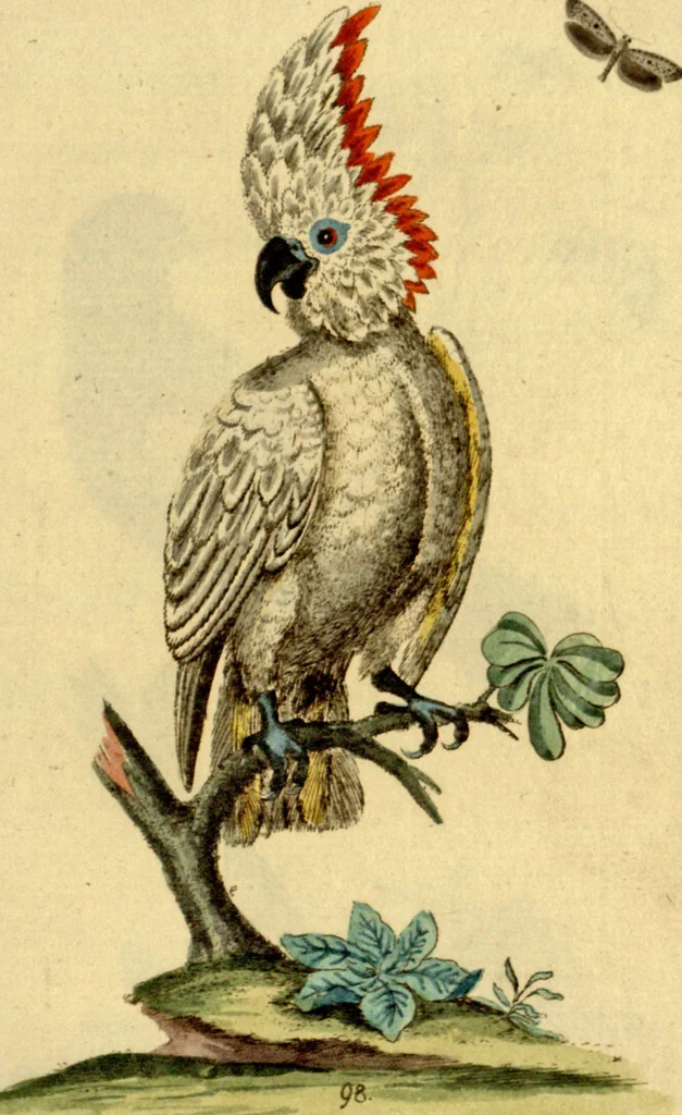 An illustration from Sammlung auserlesener Vögel und Schmetterlinge, 1793, leaf 113