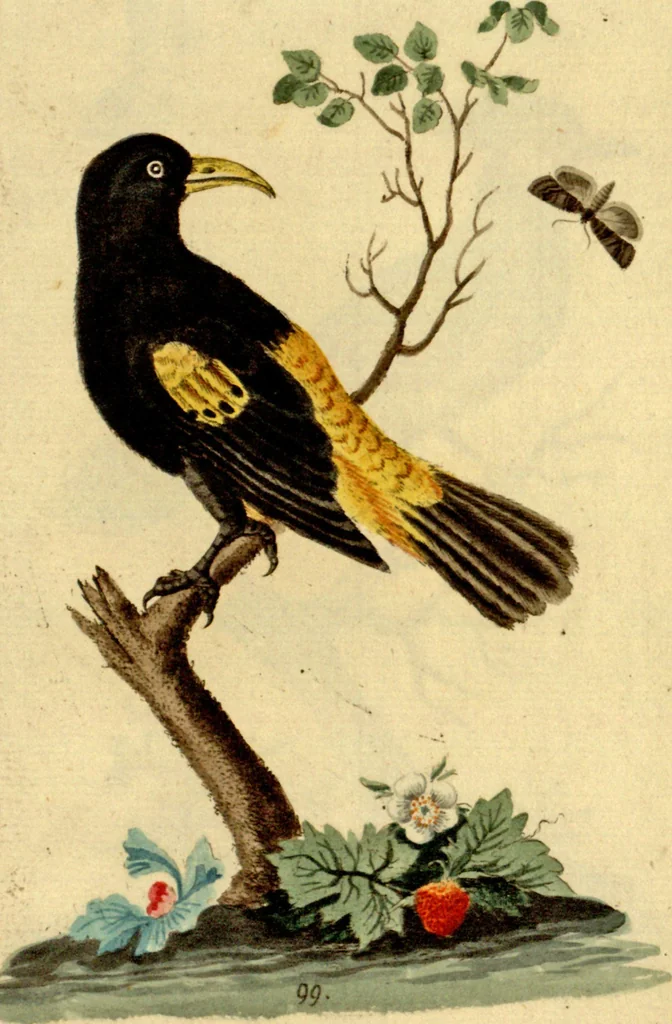 An illustration from Sammlung auserlesener Vögel und Schmetterlinge, 1793, leaf 114