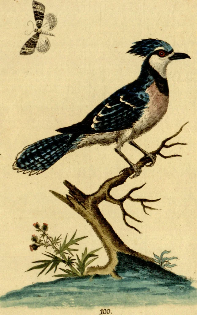 An illustration from Sammlung auserlesener Vögel und Schmetterlinge, 1793, leaf 115