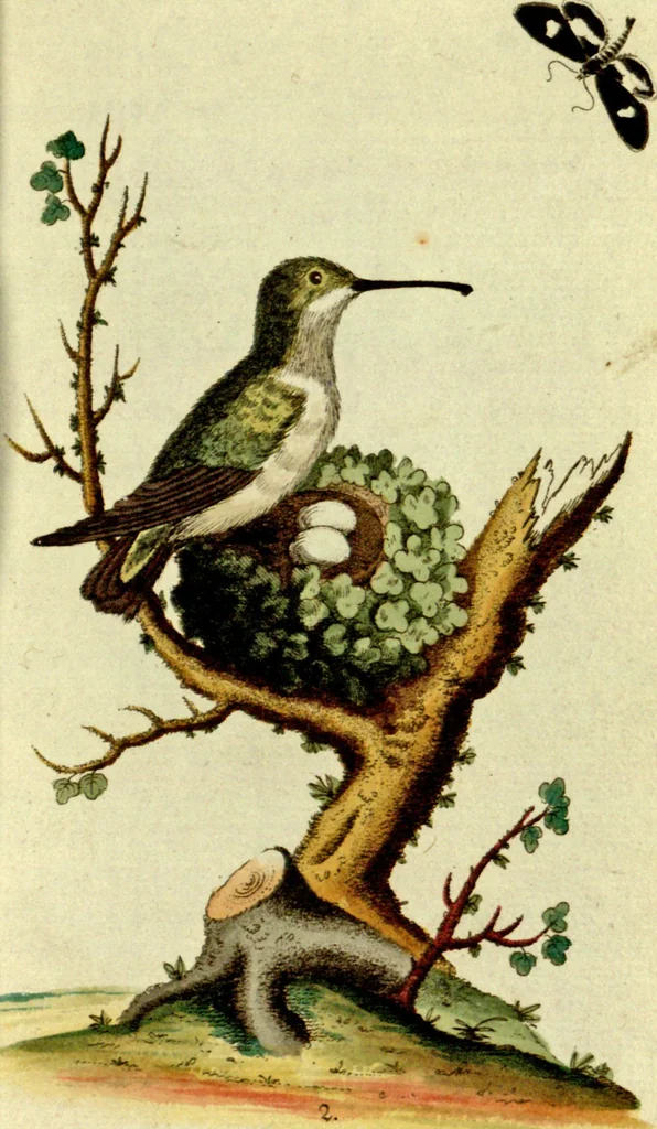 An illustration from Sammlung auserlesener Vögel und Schmetterlinge, 1793, leaf 18