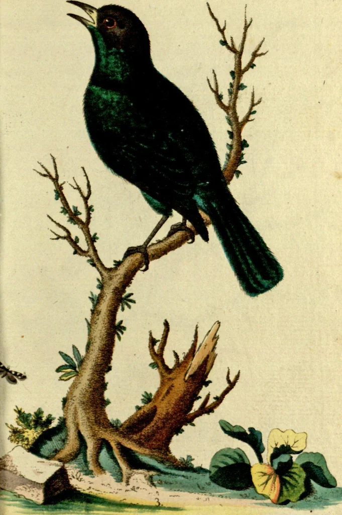 An illustration from Sammlung auserlesener Vögel und Schmetterlinge, 1793, leaf 19