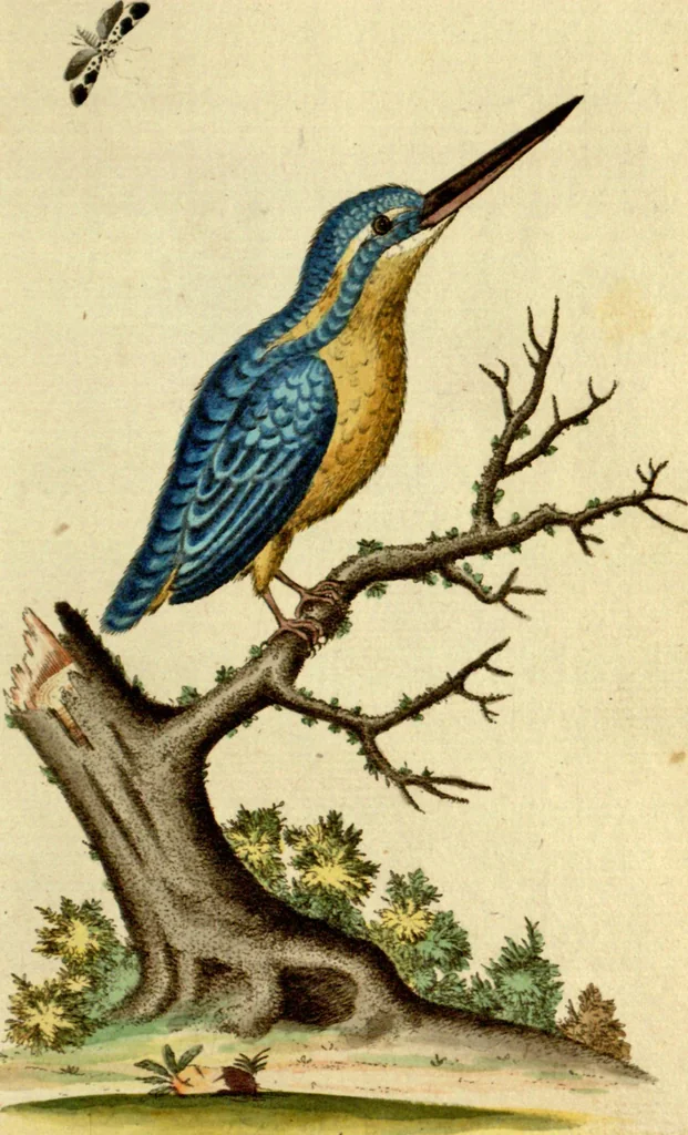 An illustration from Sammlung auserlesener Vögel und Schmetterlinge, 1793, leaf 20