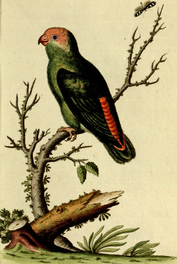 An illustration from Sammlung auserlesener Vögel und Schmetterlinge, 1793, leaf 21
