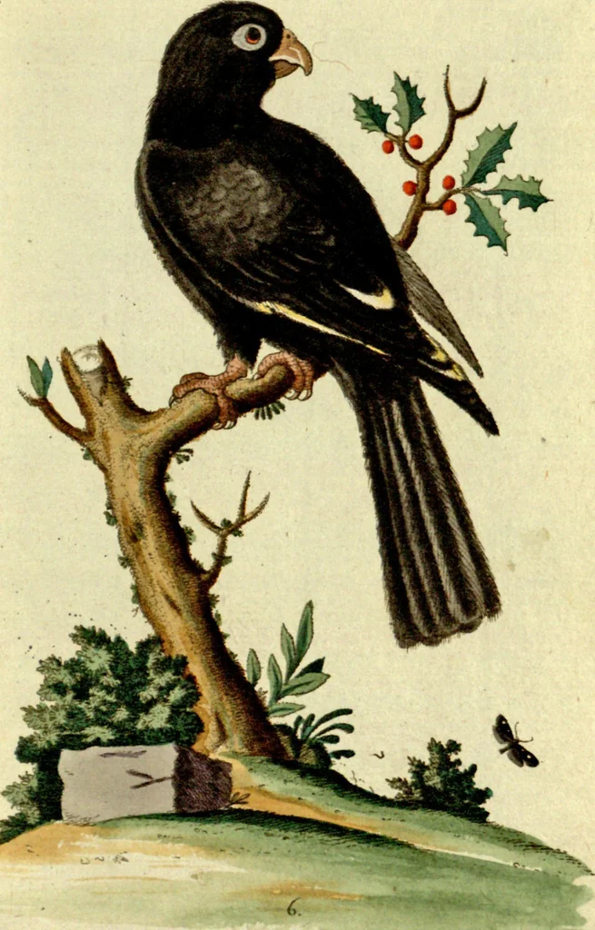 An illustration from Sammlung auserlesener Vögel und Schmetterlinge, 1793, leaf 22