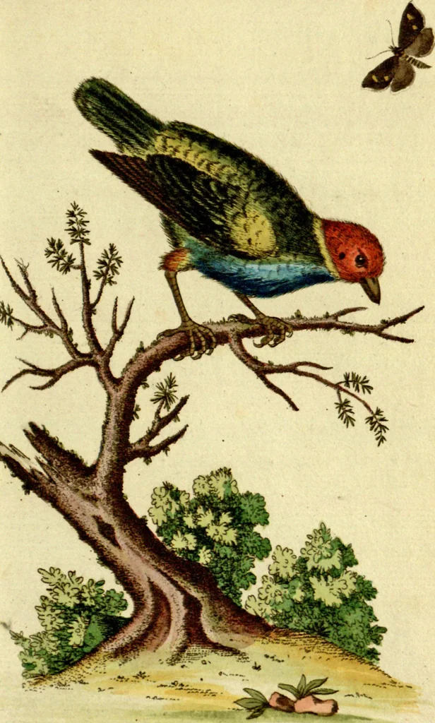 An illustration from Sammlung auserlesener Vögel und Schmetterlinge, 1793, leaf 23