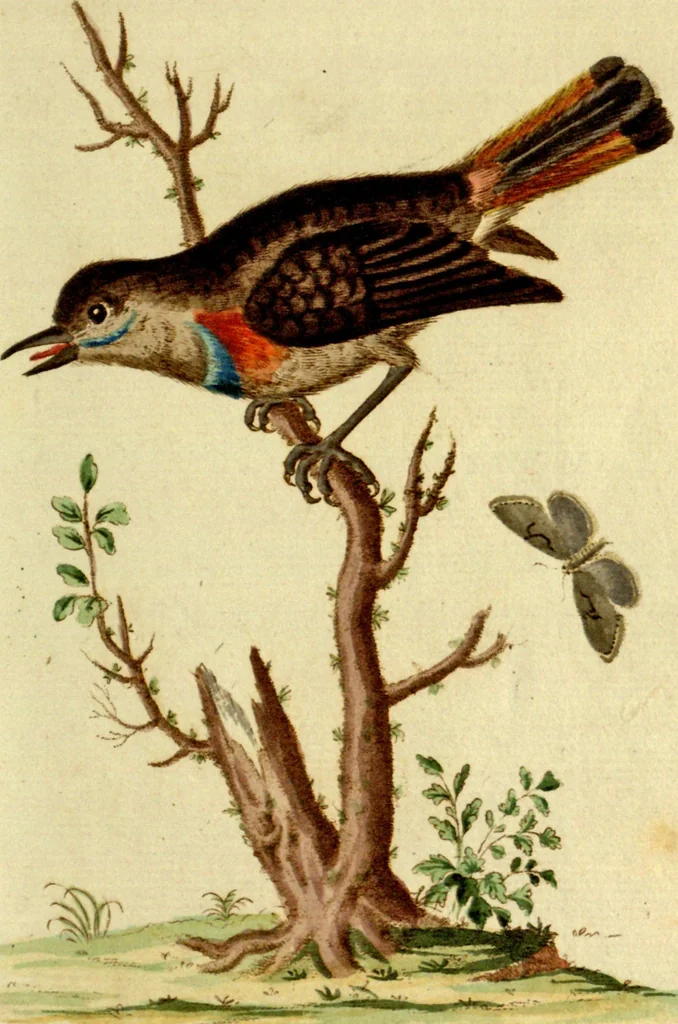 An illustration from Sammlung auserlesener Vögel und Schmetterlinge, 1793, leaf 25