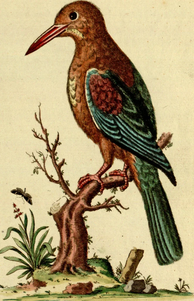 An illustration from Sammlung auserlesener Vögel und Schmetterlinge, 1793, leaf 27