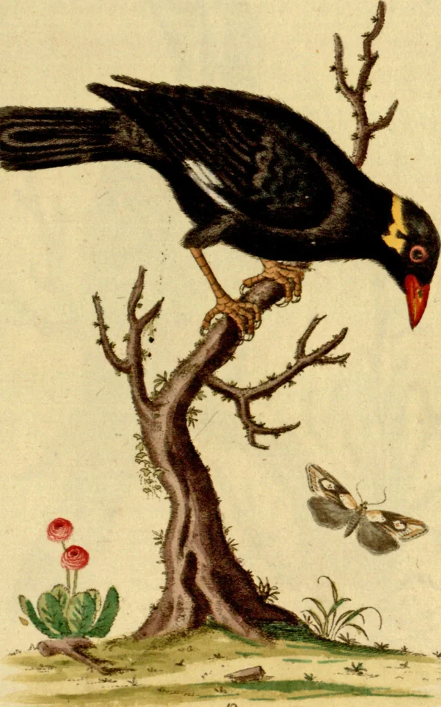 An illustration from Sammlung auserlesener Vögel und Schmetterlinge, 1793, leaf 28